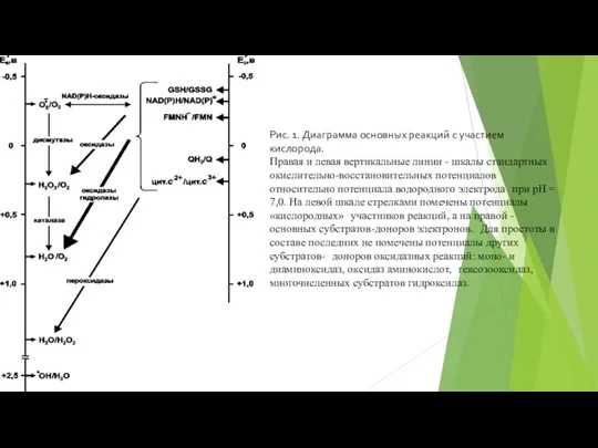 Рис. 1. Диаграмма основных реакций с участием кислорода. Правая и