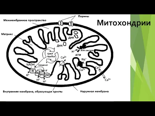 Митохондрии