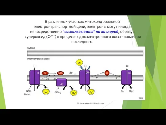 В различных участках митохондриальной электронтранспортной цепи, электроны могут иногда непосредственно