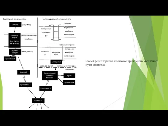 Схема рецепторного и митохондриального каспазного пути апоптоза.