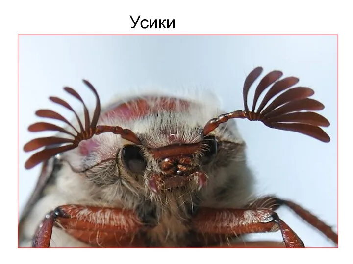 Усики