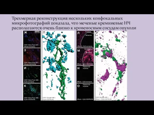 Трехмерная реконструкция нескольких конфокальных микрофотографий показала, что меченые кремниевые НЧ