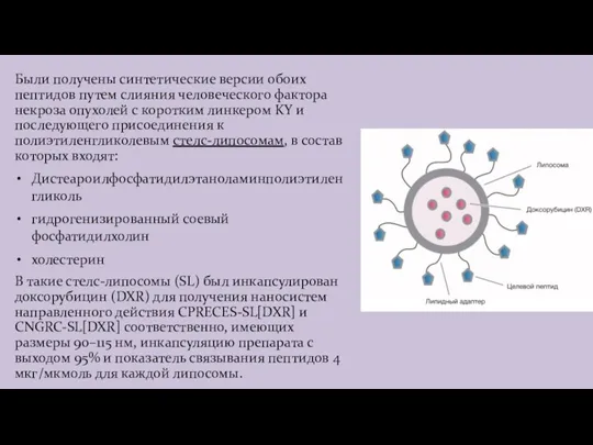 Были получены синтетические версии обоих пептидов путем слияния человеческого фактора