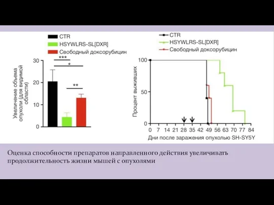 Оценка способности препаратов направленного действия увеличивать продолжительность жизни мышей с опухолями