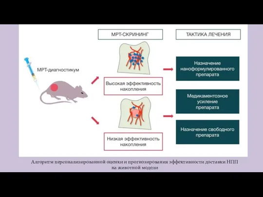 Алгоритм персонализированной оценки и прогнозирования эффективности доставки НПП на животной модели
