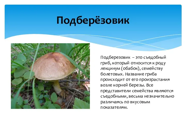 Подберёзовик Подберезовик – это съедобный гриб, который относится к роду