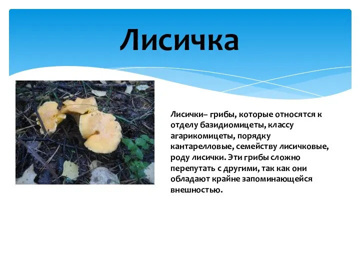 Лисичка Лисички– грибы, которые относятся к отделу базидиомицеты, классу агарикомицеты,