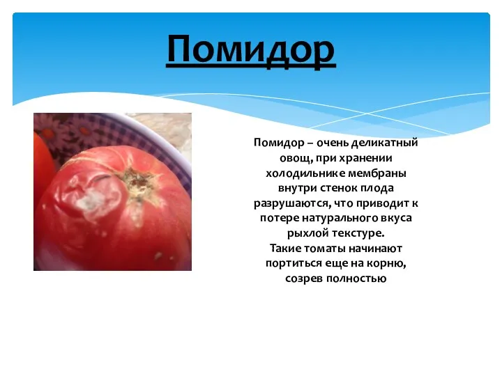 Помидор Помидор – очень деликатный овощ, при хранении холодильнике мембраны