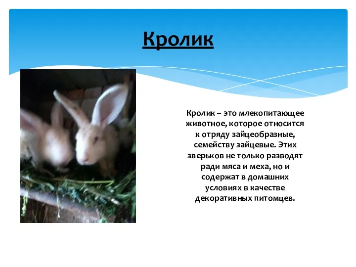 Кролик Кролик – это млекопитающее животное, которое относится к отряду