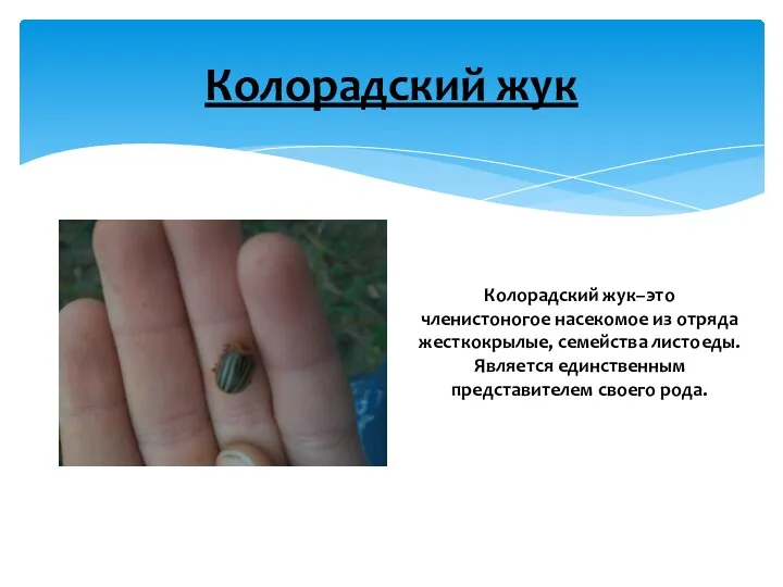Колорадский жук Колорадский жук–это членистоногое насекомое из отряда жесткокрылые, семейства листоеды. Является единственным представителем своего рода.