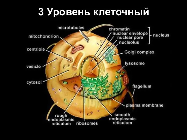 3 Уровень клеточный