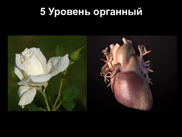 5 Уровень органный