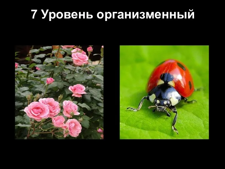 7 Уровень организменный