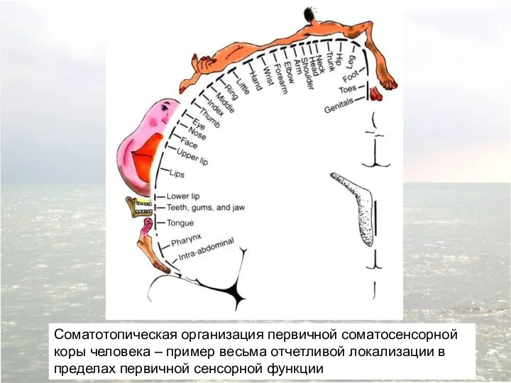 Соматотопическая организация первичной соматосенсорной коры человека – пример весьма отчетливой локализации в пределах первичной сенсорной функции