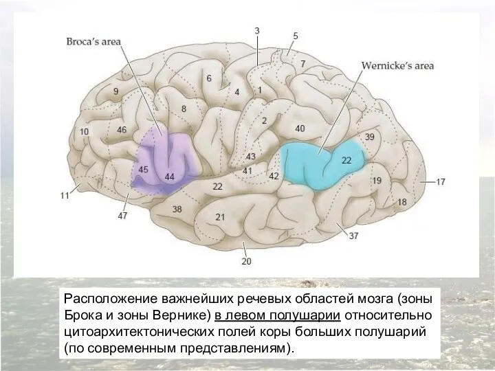 Расположение важнейших речевых областей мозга (зоны Брока и зоны Вернике)