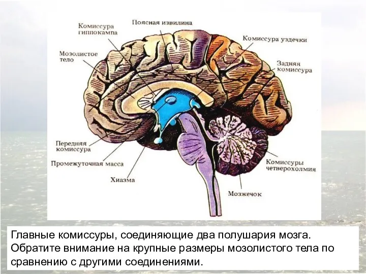 Главные комиссуры, соединяющие два полушария мозга. Обратите внимание на крупные