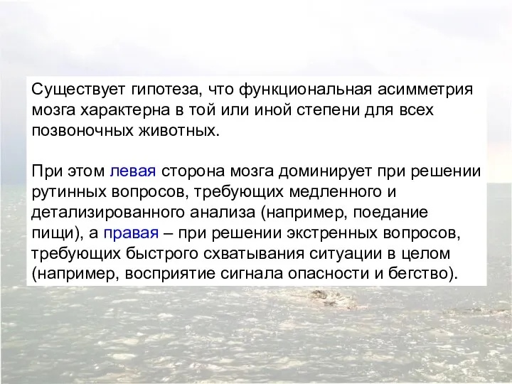 Существует гипотеза, что функциональная асимметрия мозга характерна в той или