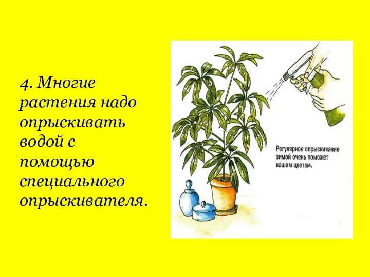 4. Многие растения надо опрыскивать водой с помощью специального опрыскивателя.