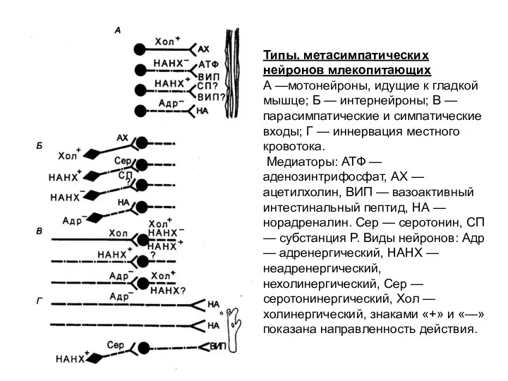 Типы. метасимпатических нейронов млекопитающих А —мотонейроны, идущие к гладкой мышце; Б — интернейроны;