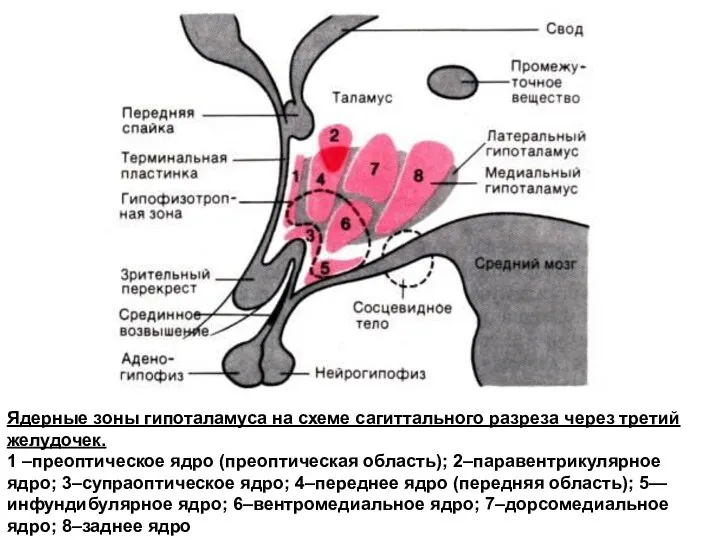 Ядерные зоны гипоталамуса на схеме сагиттального разреза через третий желудочек. 1 –преоптическое ядро