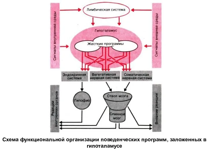 Схема функциональной организации поведенческих программ, заложенных в гипоталамусе