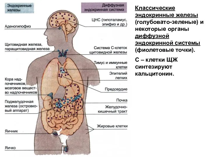 Классические эндокринные железы (голубовато-зеленые) и некоторые органы диффузной эндокринной системы (фиолетовые точки). С