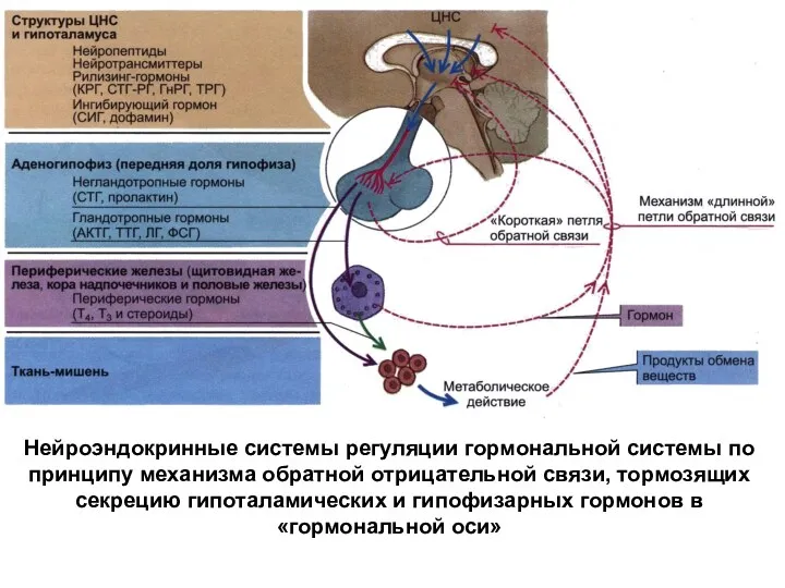 Нейроэндокринные системы регуляции гормональной системы по принципу механизма обратной отрицательной связи, тормозящих секрецию