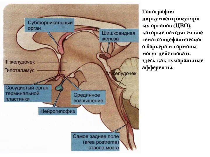 Топография циркумвентрикулярных органов (ЦВО), которые находятся вне гематоэнцефалического барьера и гормоны могут действовать
