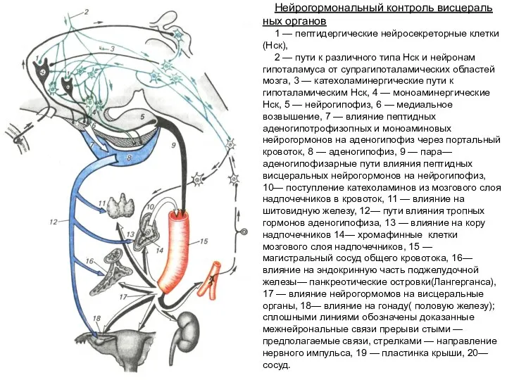 Нейрогормональный контроль висцераль­ных органов 1 — пептидергические нейросекреторные клетки (Нск), 2 — пути