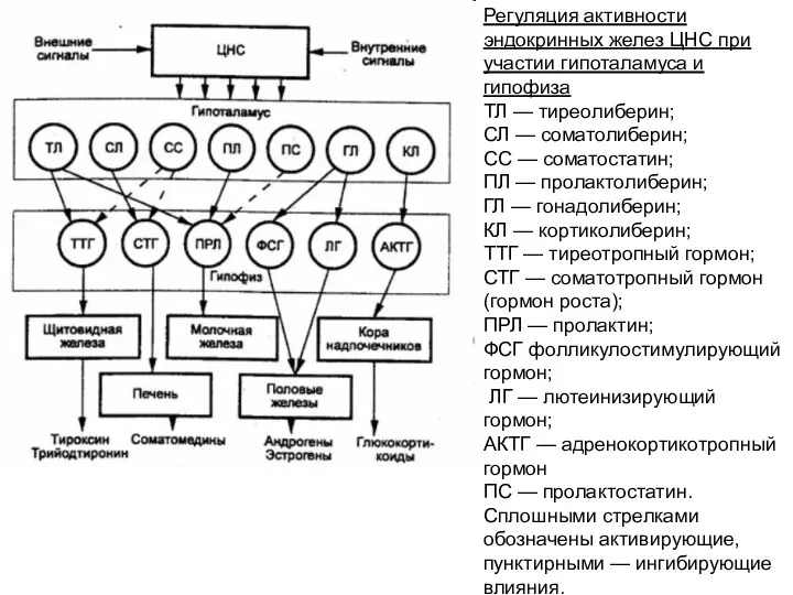 Регуляция активности эндокринных желез ЦНС при участии гипоталамуса и гипофиза ТЛ — тиреолиберин;