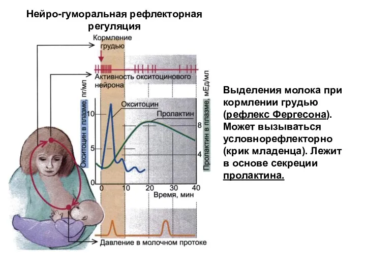 Нейро-гуморальная рефлекторная регуляция Выделения молока при кормлении грудью (рефлекс Фергесона). Может вызываться условнорефлекторно