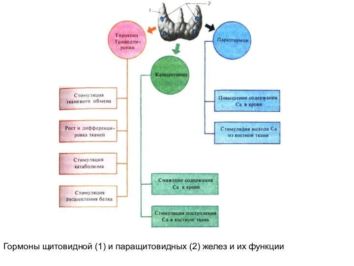 Гормоны щитовидной (1) и паращитовидных (2) желез и их функции