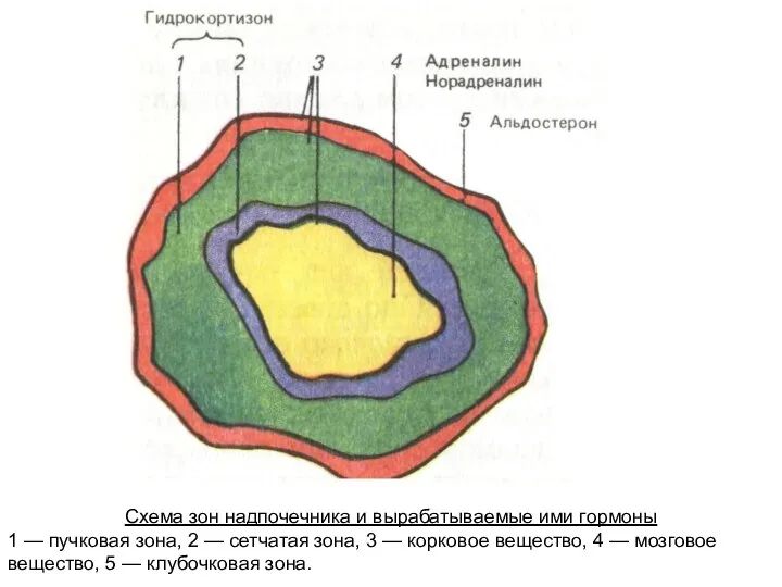 Схема зон надпочечника и вырабатываемые ими гормоны 1 — пучковая зона, 2 —