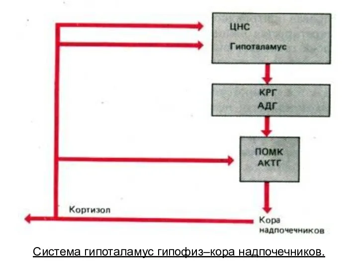 Система гипоталамус гипофиз–кора надпочечников.