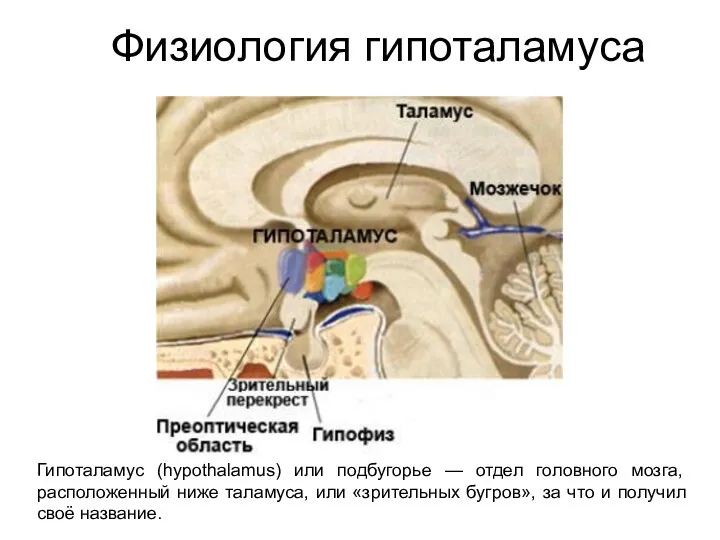 Физиология гипоталамуса Гипоталамус (hypothalamus) или подбугорье — отдел головного мозга, расположенный ниже таламуса,