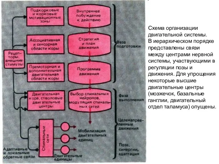 Схема организации двигательной системы. В иерархическом порядке представлены связи между центрами нервной системы,