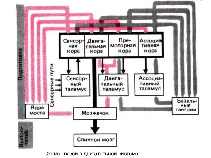 Схема связей в двигательной системе
