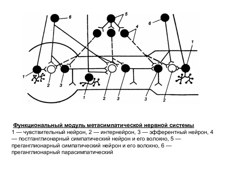 Функциональный модуль метасимпатической нервной системы 1 — чувствительный нейрон, 2 — интернейрон, 3