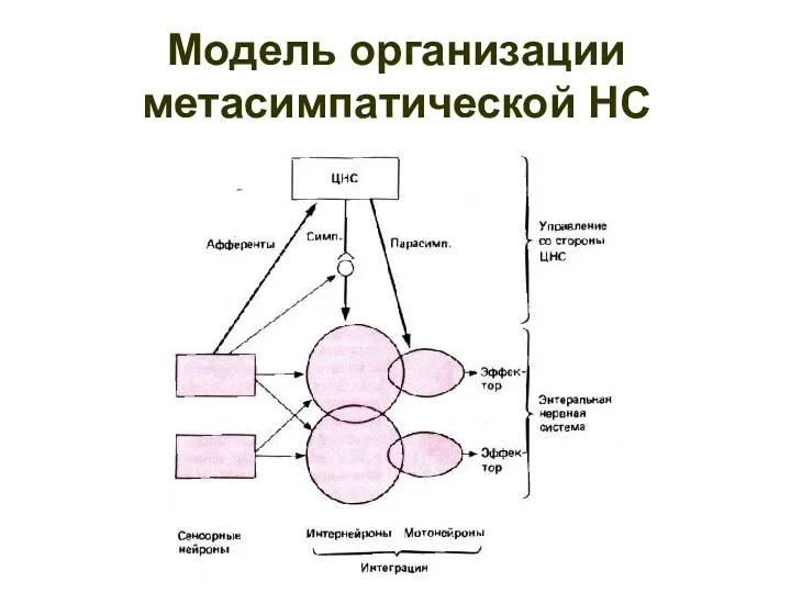 Модель организации метасимпатической НС