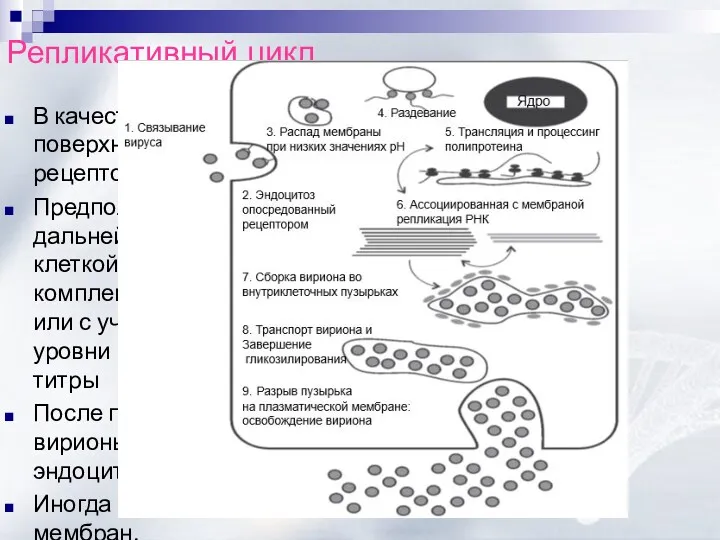 Репликативный цикл В качестве специфических рецепторов ВКЭ на поверхности клеток