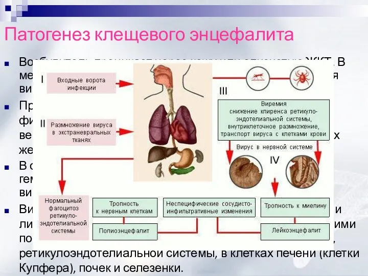 Патогенез клещевого энцефалита Возбудитель проникает через кожу или слизистую ЖКТ.