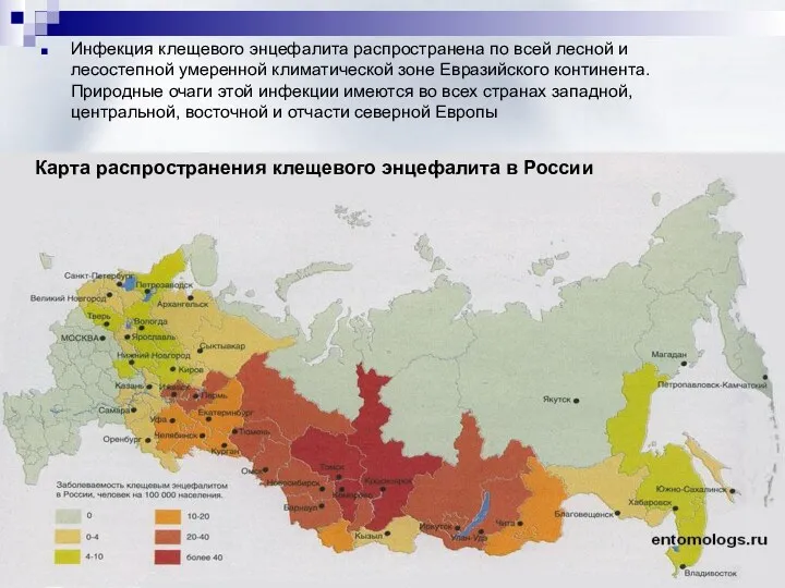 Инфекция клещевого энцефалита распространена по всей лесной и лесостепной умеренной