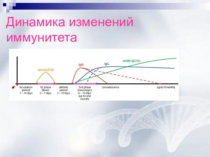 Динамика изменений иммунитета