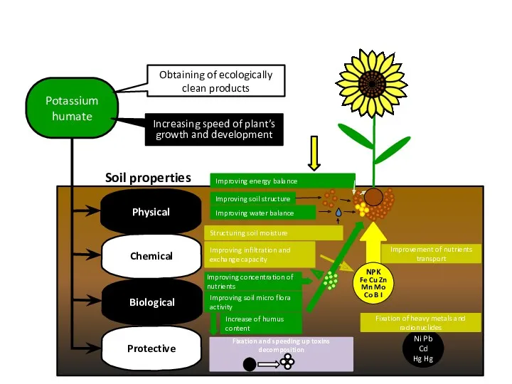 Influence of “Ecoorganica” fertilizer on soil properties