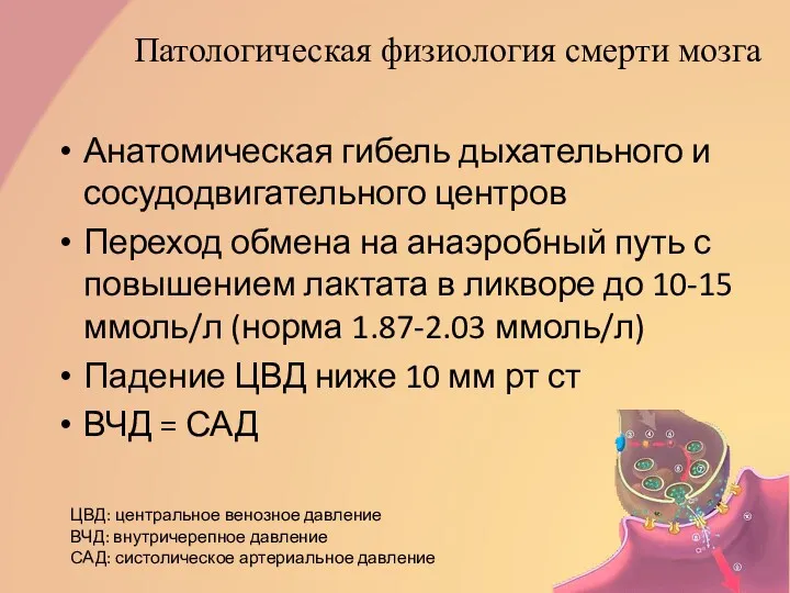 Патологическая физиология смерти мозга Анатомическая гибель дыхательного и сосудодвигательного центров Переход обмена на