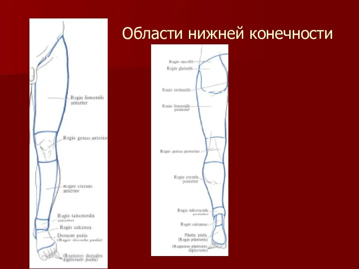 Области нижней конечности