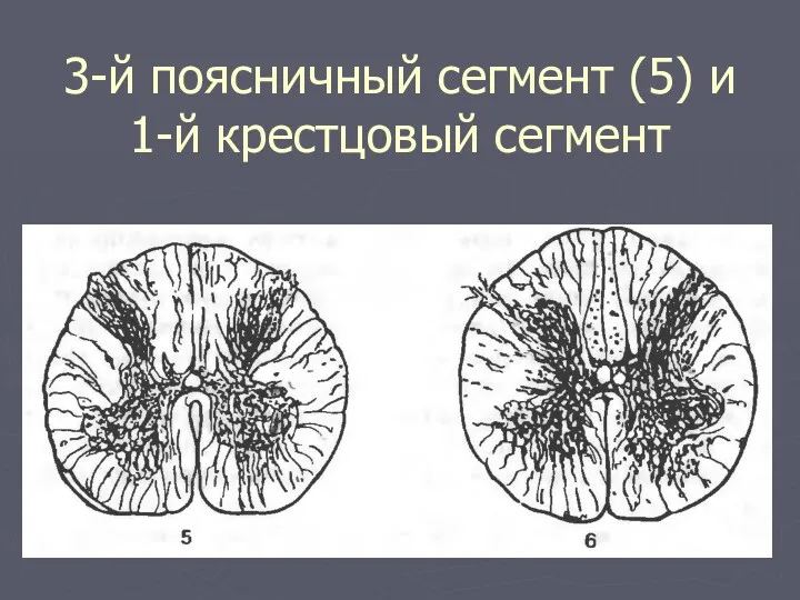 3-й поясничный сегмент (5) и 1-й крестцовый сегмент