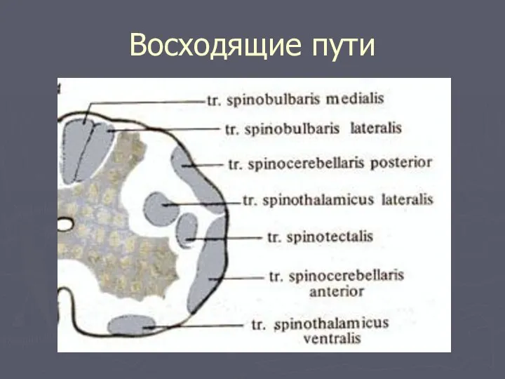 Восходящие пути