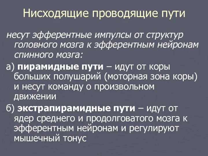 Нисходящие проводящие пути несут эфферентные импулсы от структур головного мозга