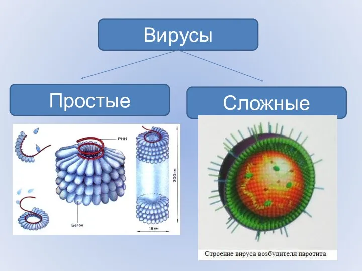 Вирусы Простые Сложные